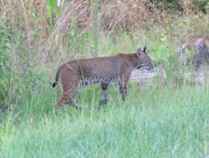 Smaller, spotted, and bobbed tailed bobcat. Photo Credit: Pinellas County Government. 