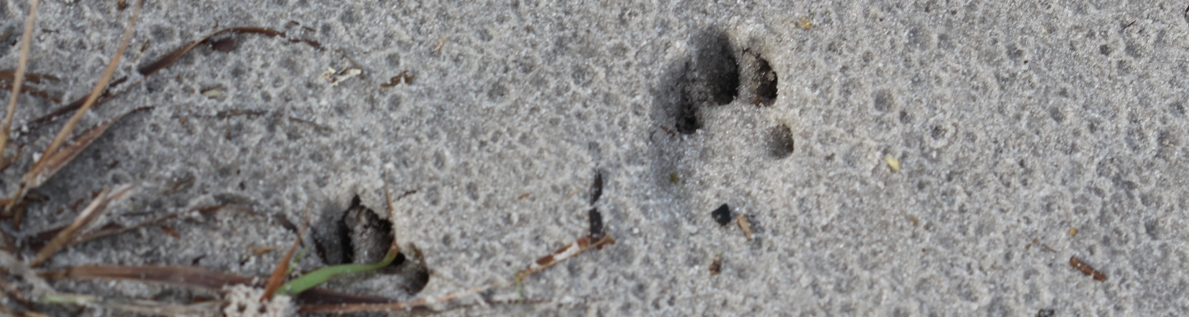 Rabbit tracks in the sand