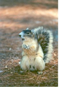 Larger, black and pale orange gray squirrel in natural area. Photo Credit: Pinellas County Government. 