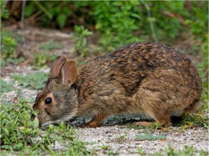 Dark colored, small eared, small tailed marsh rabbit. Photo Credit: Pinellas County Government. 