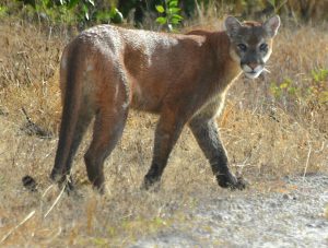 Larger, solid coated, very long tailed Florida panther. Photo Credit: Florida Fish & Wildlife Conservation Commission. 