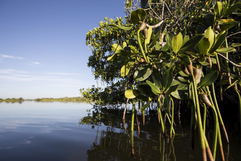 What Kind of Mangrove Is That? - UF/IFAS Extension Pinellas County