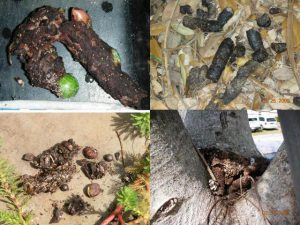 raccoon ifas uf feces scat poop kern poops roundworm droppings ufl pinellasco