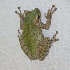 Light brown Cuban treefrog with green back and patterning. 