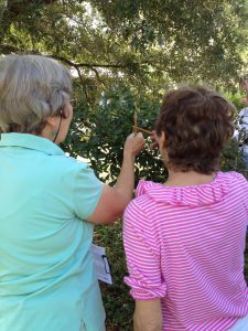 Two elderly ladies examining an oak tree
