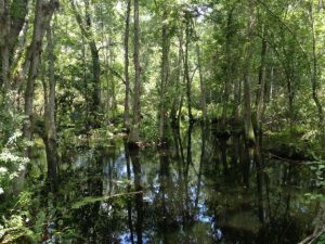 Brooker creek and surrounding flooded forest