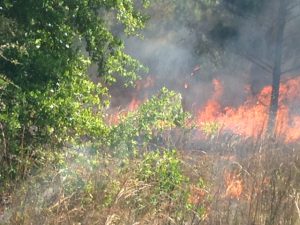Preserve land with prescribed fire burning