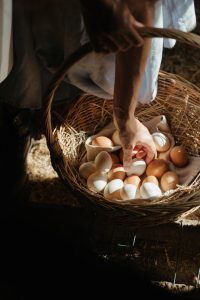 Person placing eggs in a basket