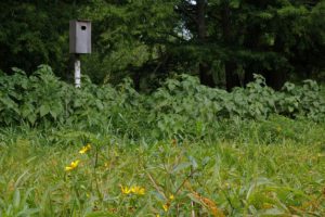 Nest box mounted on PVC pipe in natural area