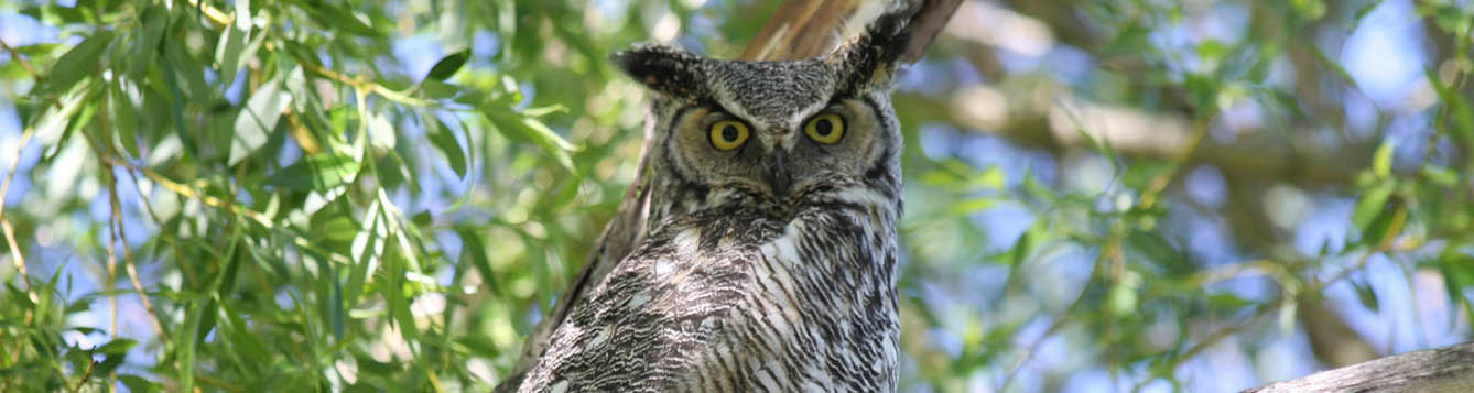 Close up of a great horned owl in a tree