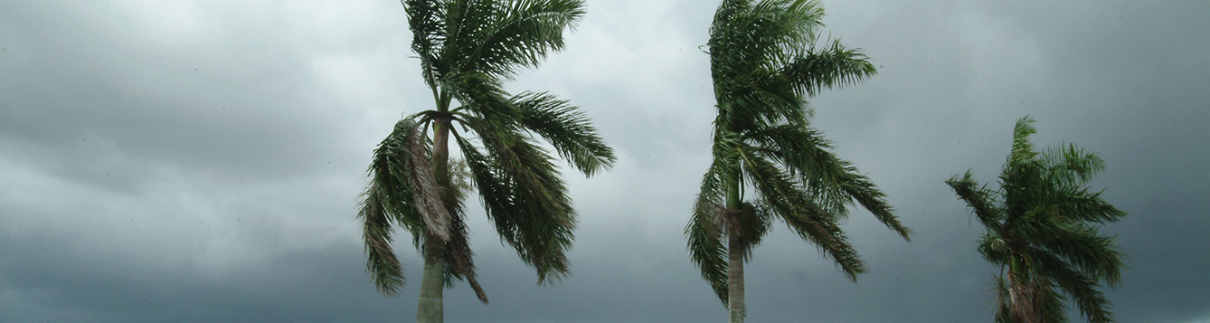Palm trees blowing in the wind