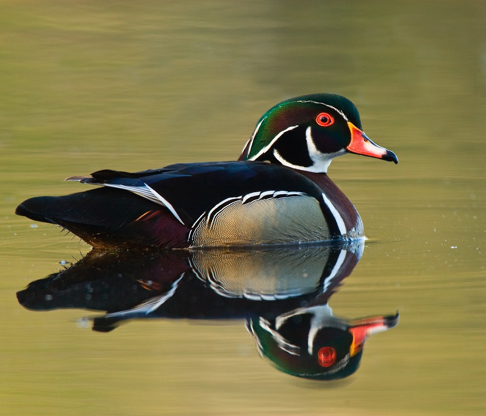 Male wood duck swimming in the water.