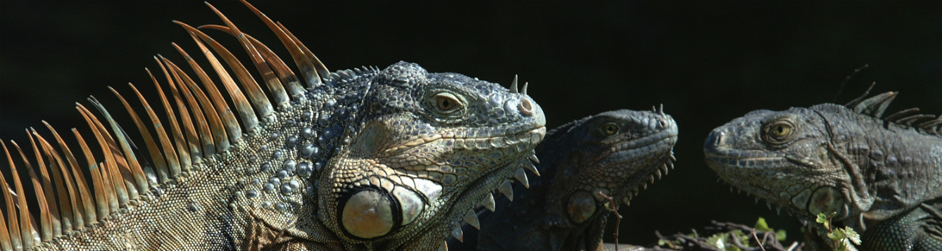Close up photo of a large green iguana