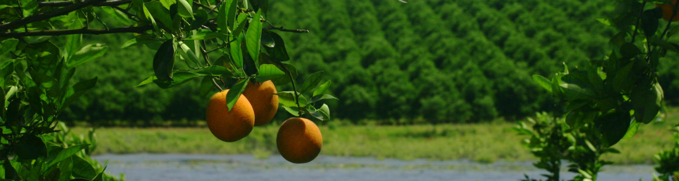 Close up image of three oranges on the branch. In the distance, a lake and an orange grove.