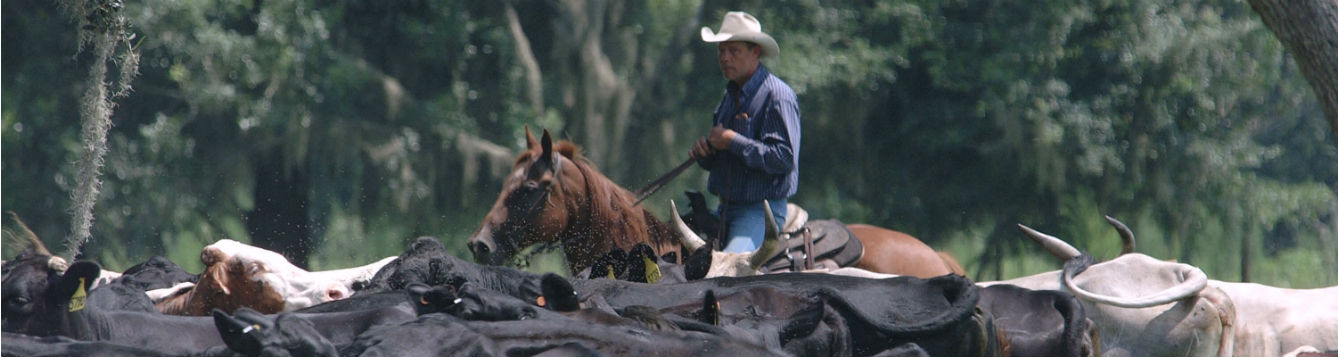 a man on horseback, a cowboy, with a herd of cattle