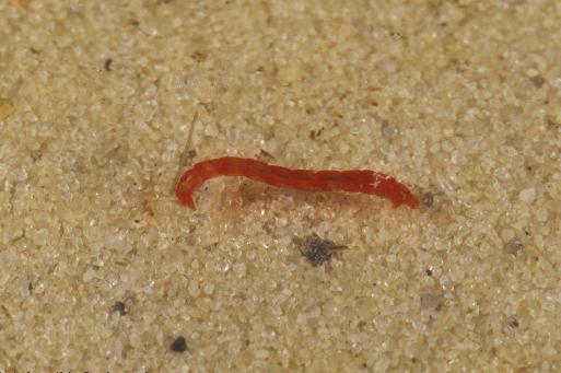 Chironomid larva, also referred to as "bloodworm" or "wriggler"