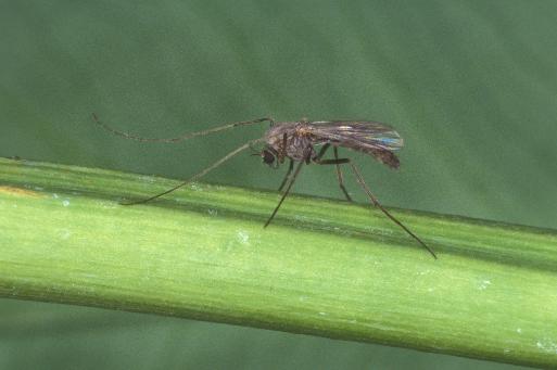 Aquatic Midges, also known as "Blind Mosquitoes" - UF/IFAS ...