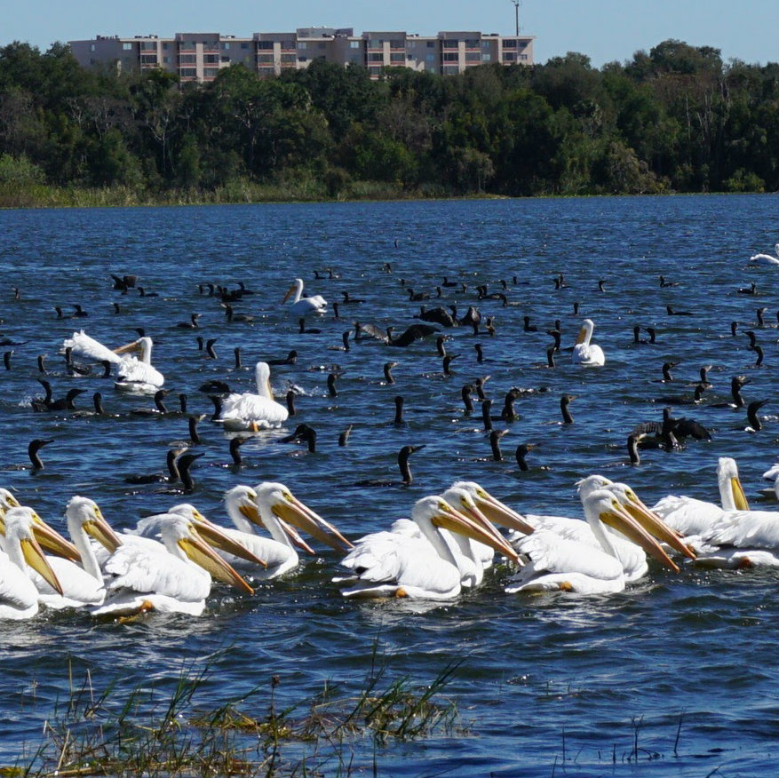 Pelícanos blancos pescando en Winter Haven, con cormoranes de doble cresta al fondo.