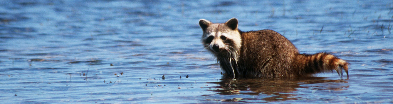 a racoon standing in water, looking towards the camera