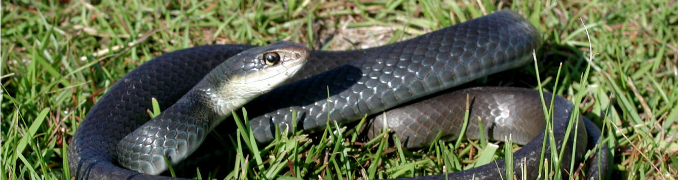 a resting black racer snake on grass