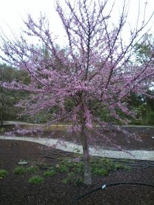 Photograph of redbud tree dormant without leaves and full of small pinkish-purple flowers.