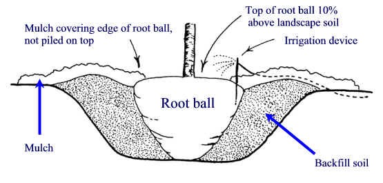 Diagram of proper planting steps. Shows planting hole wider than root ball and hole depth shallower than root ball.