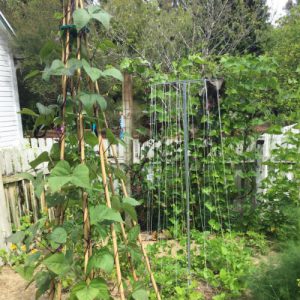 Vegetable garden with bean vines