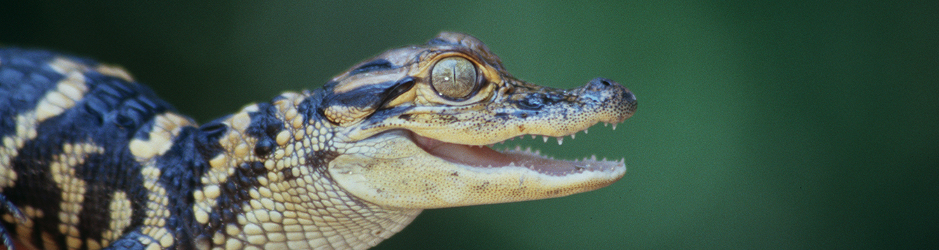 Baby alligator. IFAS Photo 006759