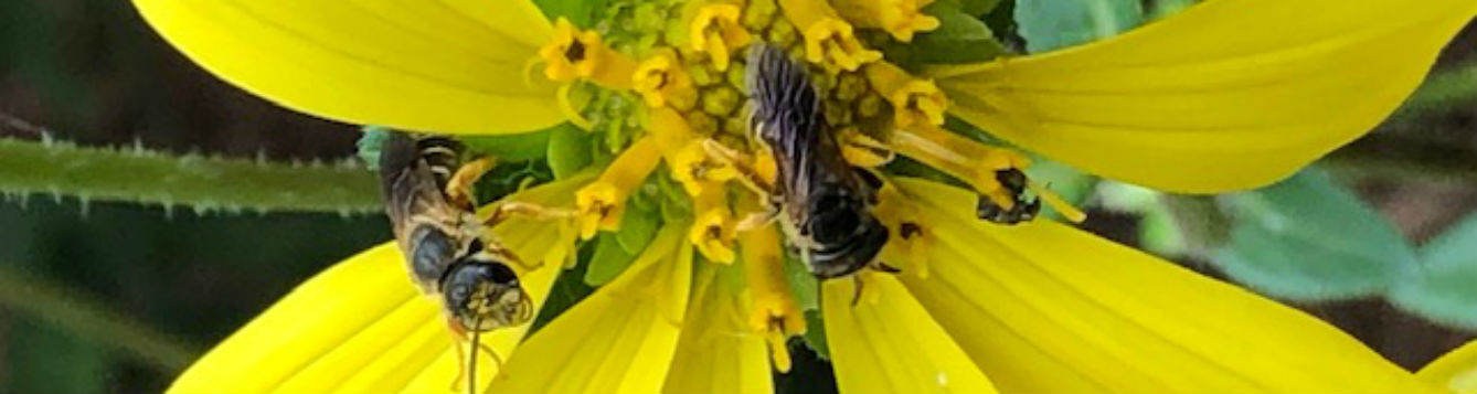 Bee on Rosinweed