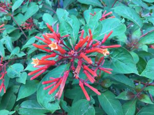 Picture of cluster of firebush flowers that are orange-red and tubular.