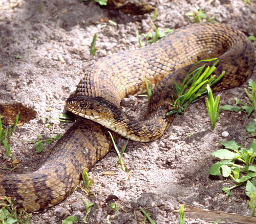 Caramel colored Florida Banded Water Snake