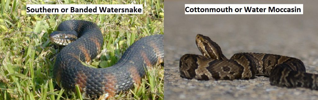 Comparison of snake species, Banded Watersnake on the left and water moccasin on the right. 