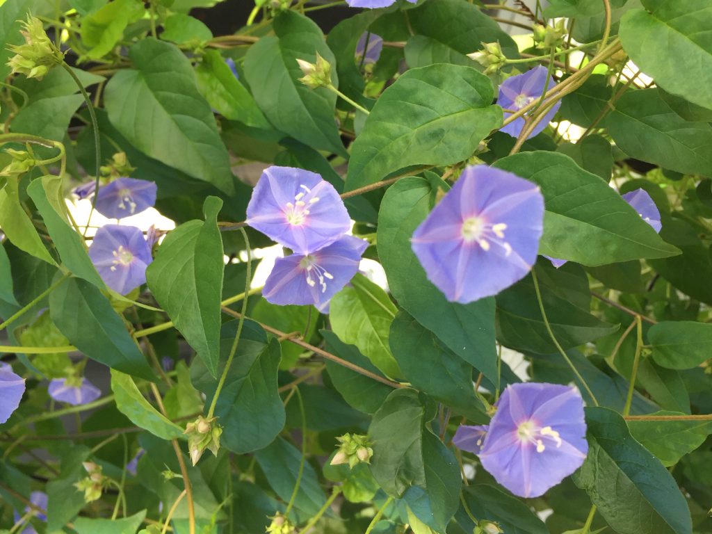 Vine with blue flowers