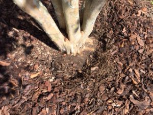 Mulch should be pulled away from the tree trunk.