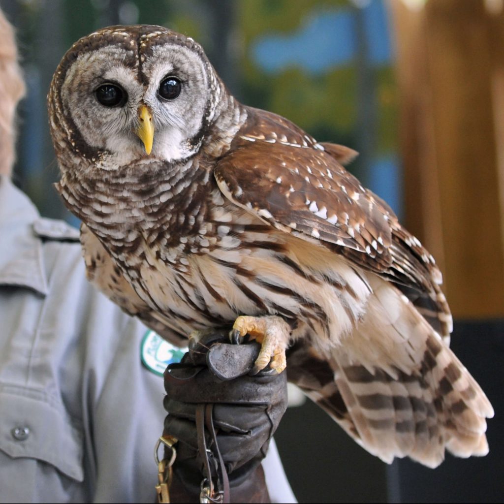 commonly-confused-owls-in-florida-uf-ifas-extension-polk-county