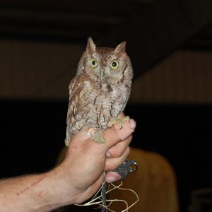 Adult screech owl being held by a wildlife biologist. FWC photo.