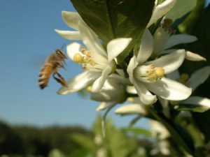 Honeybee on citrus bloom