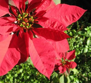 Red Poinsettia up close