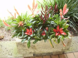 Red Bromeliads in stone planter