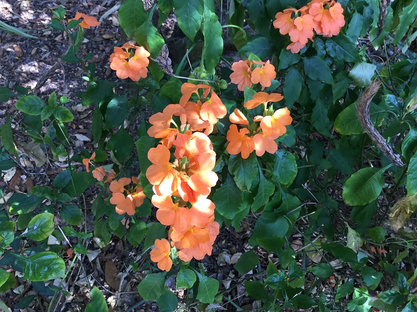 Bright orange flowers of Crossandra plant.