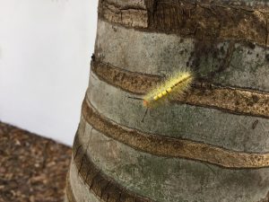 Light or yellow color fuzzy caterpillar