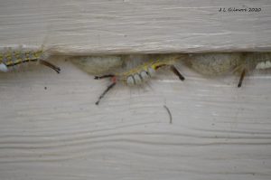 Fuzzy caterpillars and cocoons on house siding.