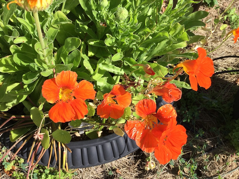 Orange flowers in pot.