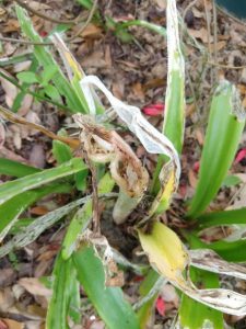 spanish moth caterpillar Amaryllis damage Grinathjpg