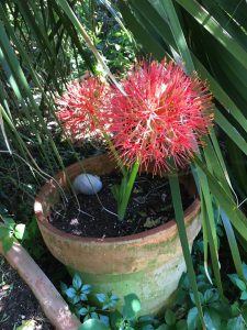 blood lily