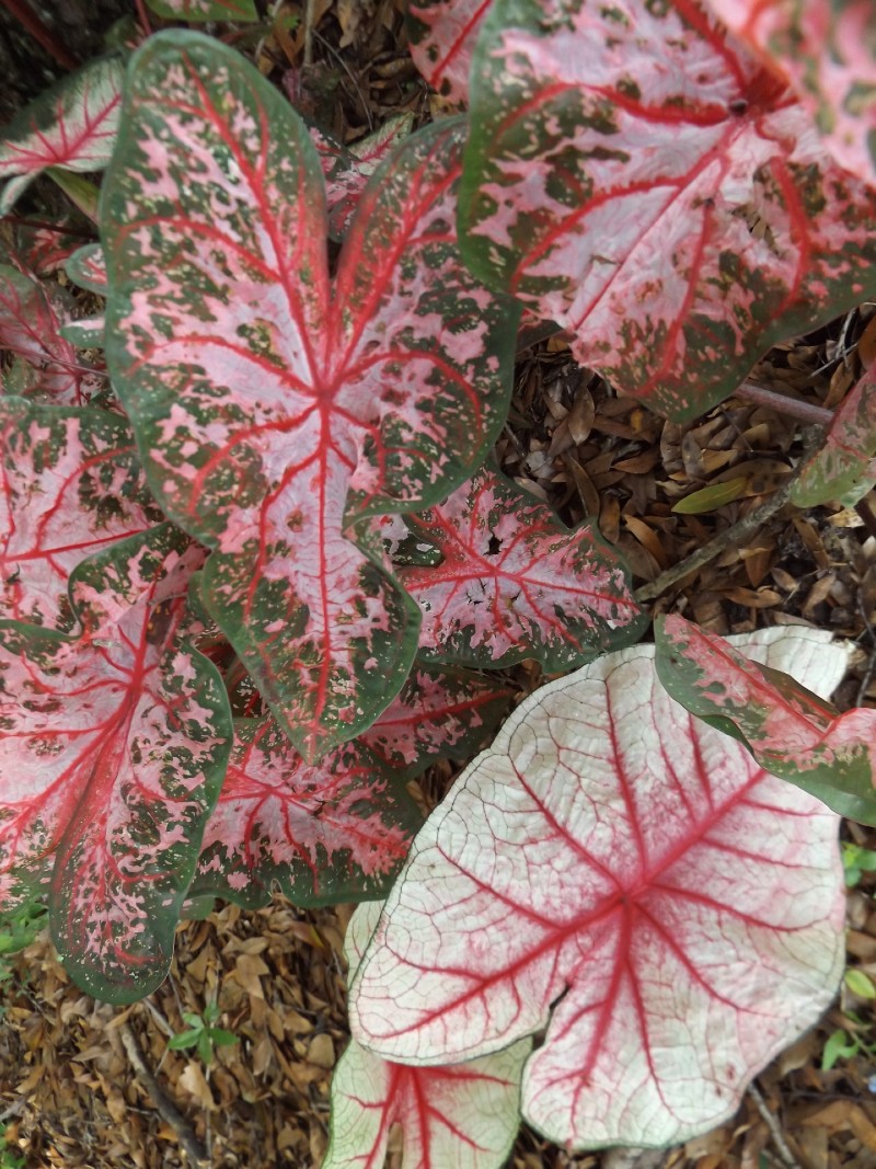 Caladiums Big Color for Shady Gardens UF/IFAS Extension Polk County