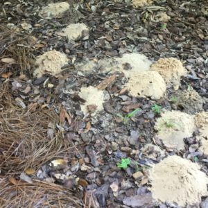 Dirt mounds indicate a ground nesting bee or wasp is present. Photo credit: Anne Yasalonis, UF/IFAS Extension