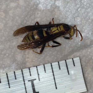 Measurement of cicada killer wasp