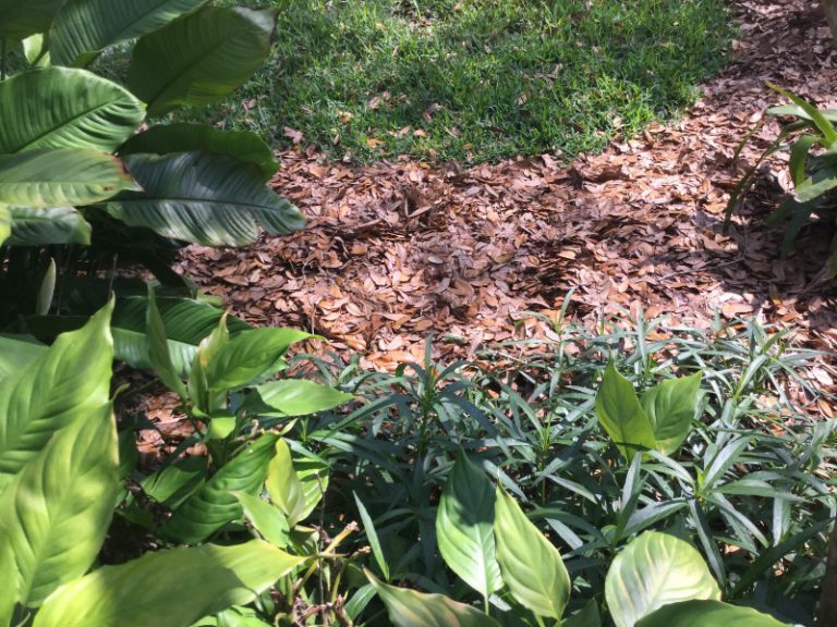 Fallen Oak Leaves Make a Great Mulch UF/IFAS Extension Polk County