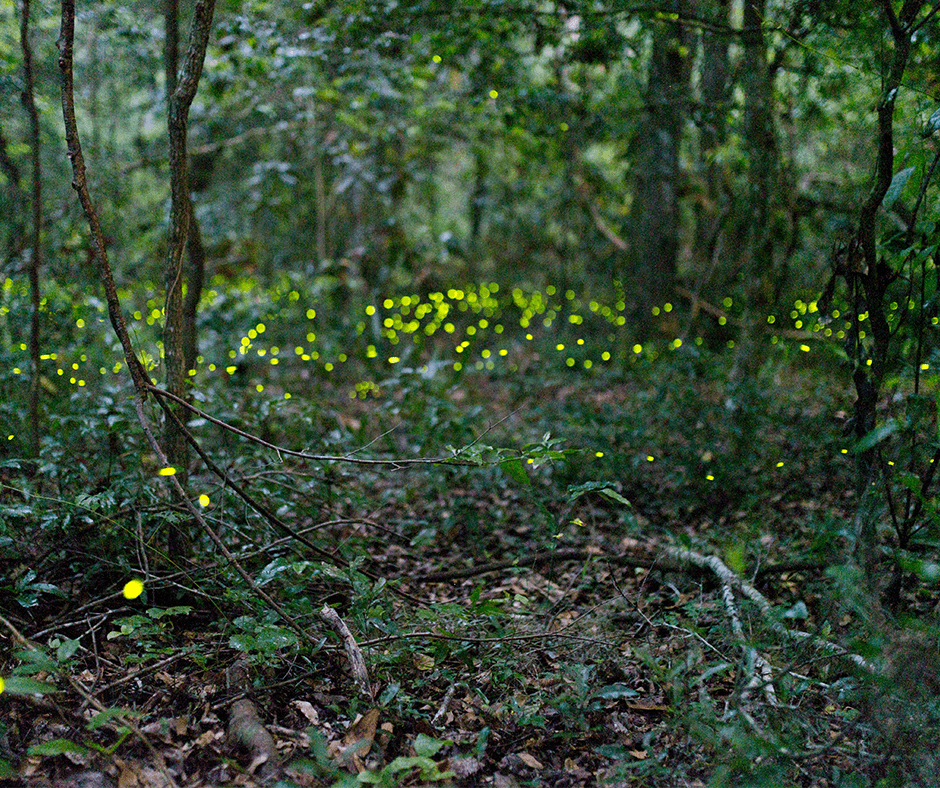 Where to Find Florida Fireflies UF/IFAS Extension Polk County